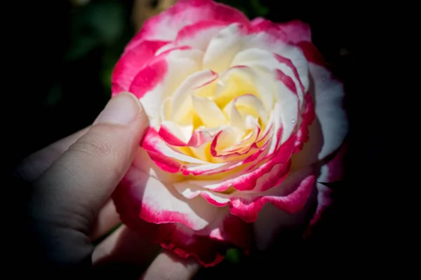 Рука Держит Розу Розовом Саду — стоковое фото