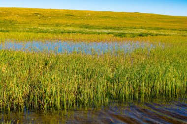 Türkiye 'de Artvin' de dağlık arazide yaban otları