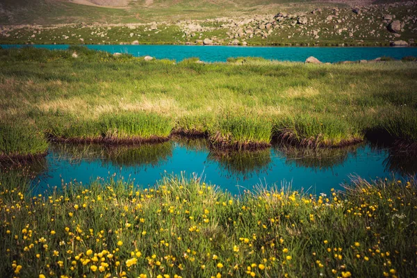 Kvetoucí Krásné Divoké Květiny Rybníka Artvin Highland — Stock fotografie