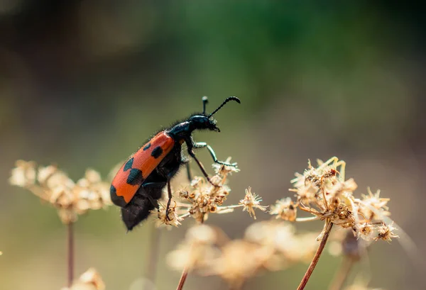 Hmyz Živící Květinou Přírodě — Stock fotografie
