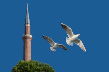 Bir çift martı gökyüzünde mavi bir zemin üzerinde uçuyor.