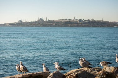 Istanbul deniz sularında Kaya'da martılar yanıyor