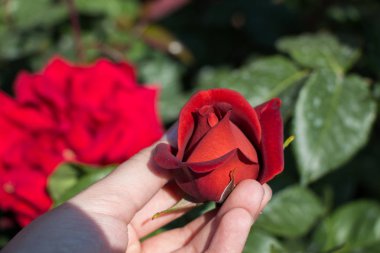 Bahçede gül tomurcuklanıyor.