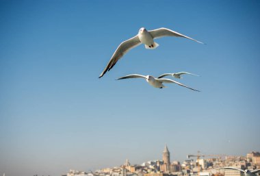 Gökyüzünde uçan martılar