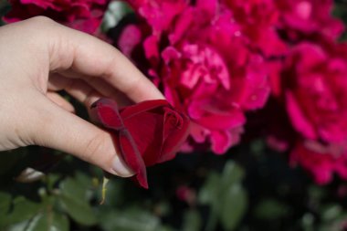 Bahçede gül tomurcuklanıyor.