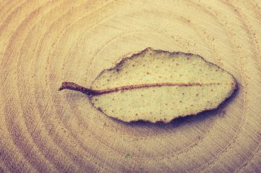 Çadır bezi üzerinde kuru yeşil bir yaprak.