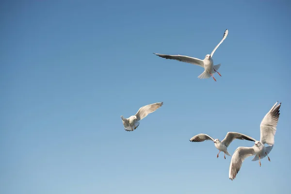 Mouette Volant Dans Ciel Bleu Comme Fond — Photo