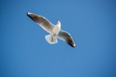 Arka plan olarak mavi gökyüzünde uçan tek bir martı.