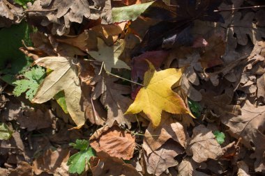 Kuru sonbahar mevsimi yaprakları görünürde