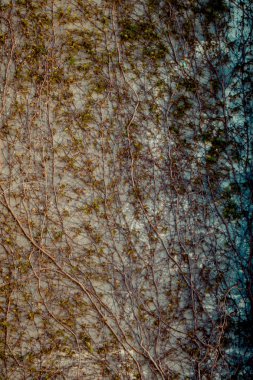 Yeşil bitkiler doğal bir arka plan dokusudur