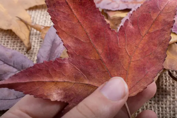 Una Hoja Seca Separada Otoño Veces Mano — Foto de Stock