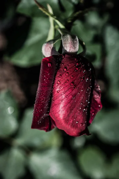 Hermosa Rosa Colorida Con Gotas Agua Ella — Foto de Stock