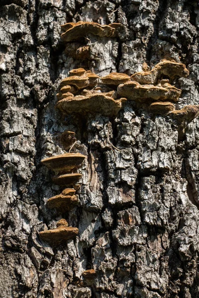 Närbild Träd Bark Struktur Som Trä Bakgrund — Stockfoto