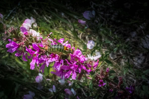 Insekt Ruht Auf Schön Blühenden Blumen Garten — Stockfoto
