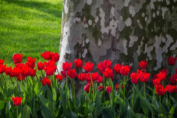 Tulipas Cor Vermelha Florescendo Jardim Primavera — Fotografia de Stock