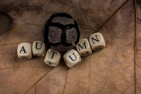 Autumn Fall Composition Concept Word Autumn — Stock Photo, Image