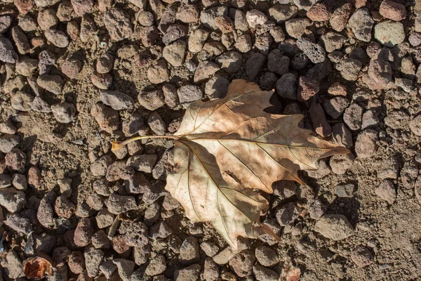 Una Hoja Seca Separada Los Tiempos Otoño — Foto de Stock