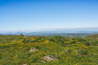 Artvin Dağlık Bölgesi 'nde güzel, renkli, yabani çiçekler açıyor.