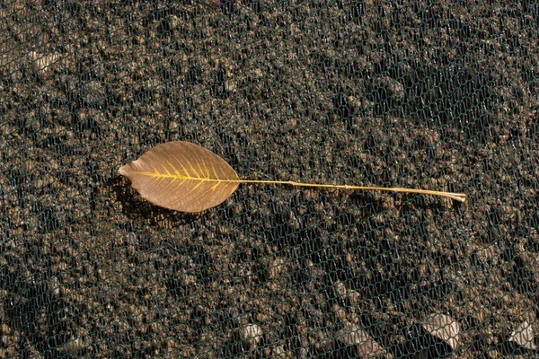 Een Apart Droog Blad Van Herfsttijd — Stockfoto