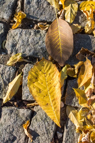 Dry Autumnal Season Leaves — 스톡 사진