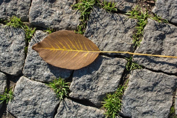 Один Отдельный Сухой Лист Осенних Времен — стоковое фото