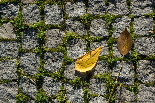 Sonbahar Zamanlarının Ayrı Bir Kuru Yaprağı — Stok fotoğraf
