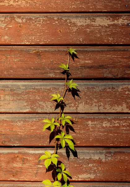 Folhas Como Floral Herbal Natureza Fundo Textura — Fotografia de Stock