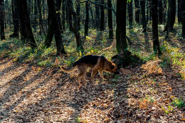 Cani Randagi Senzatetto Strada Come Concetto Solitario — Foto Stock