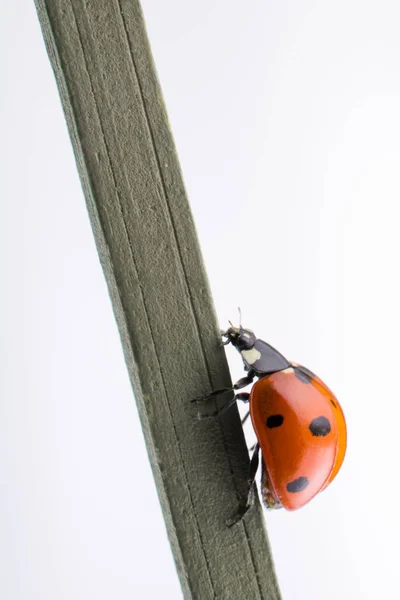 Beautiful Photo Red Ladybug Walking Wooden Stick — Stock Photo, Image