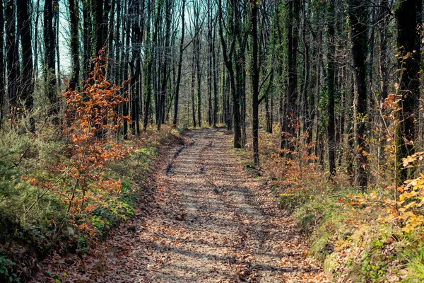 Hiking Path Beautiful Woods Landscape Forest — Stock Photo, Image