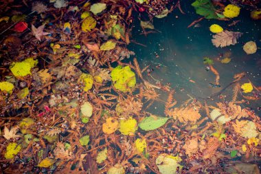 Sonbahar bitkisel güz konsepti olarak Kuru Yapraklar