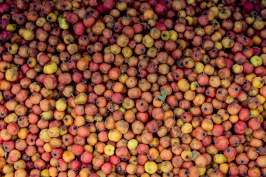 Vahşi meyve toplandı ve pazarda satıldı.