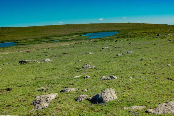 Zielona Trawa Górskiej Łące Artvin Turcji — Zdjęcie stockowe