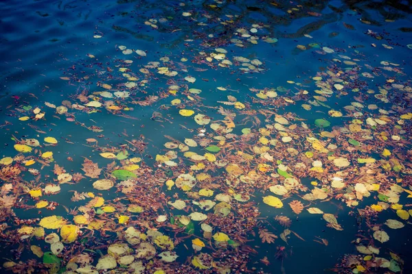 Ξηρά Φύλλα Φθινοπωρινή Φυτική Υφή Έννοια Φθινόπωρο — Φωτογραφία Αρχείου
