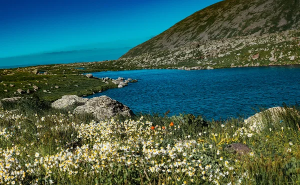 アルビン高原の池で美しい野生の花を咲かせます — ストック写真