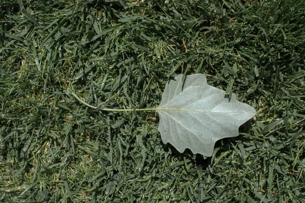 Folhas Verdes Como Textura Fundo Natureza — Fotografia de Stock