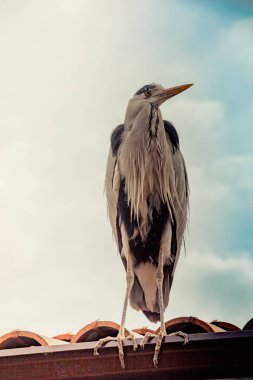 Vahşi yaşamın ve doğanın bir görüntüsü olarak sevimli bir kuş.