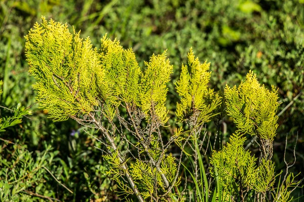 Zöld Levelek Mint Háttérben — Stock Fotó