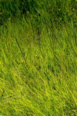 Türkiye 'nin Artvin kentindeki yaylada yeşil çimen