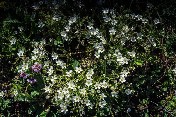 Blooming Beautiful Colorful Wild Flowers Artvin Highland — Stock Photo, Image