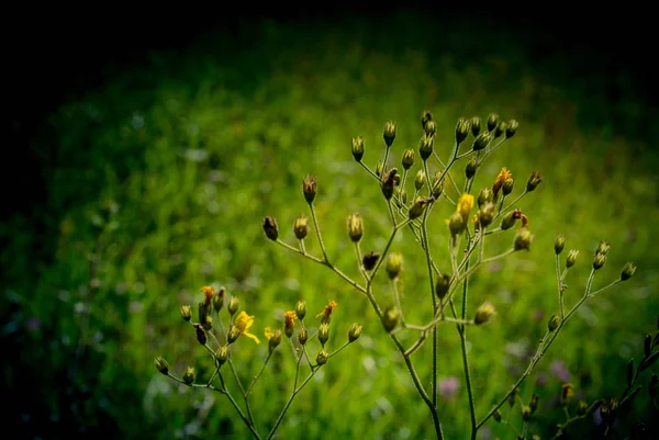 Closeup Blooming Wildflowers Natural Background — Stock Photo, Image