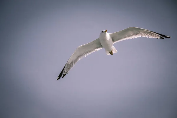 Enskild Mås Som Flyger Himlen Sikte — Stockfoto