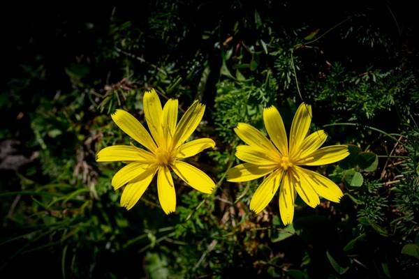 Floreciendo Hermosas Flores Silvestres Colores Sierra Artvin —  Fotos de Stock