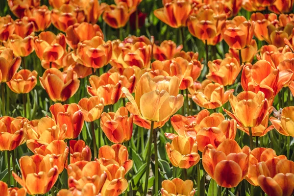 Flores Tulipa Coloridas Florescendo Jardim Como Fundo Floral — Fotografia de Stock