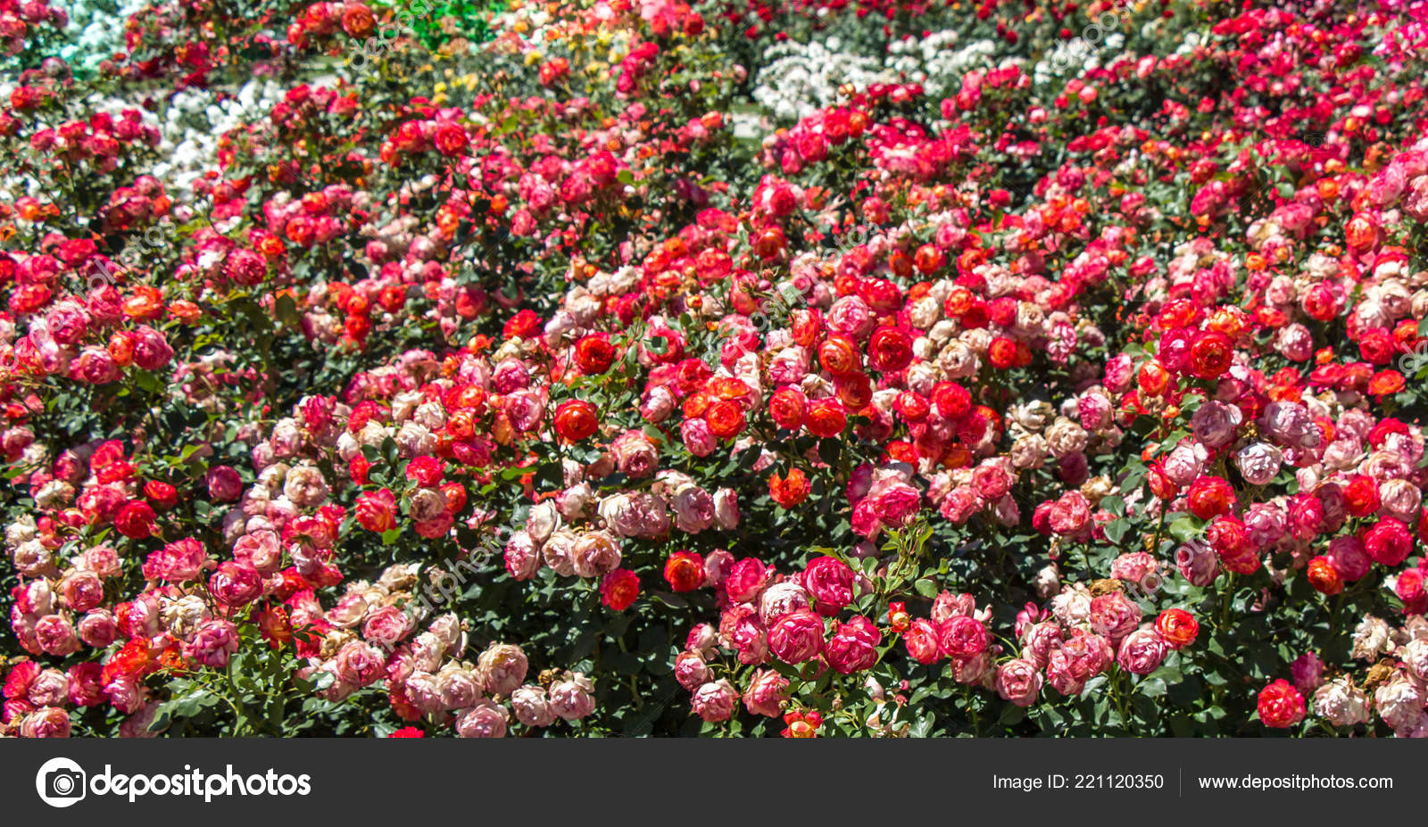 Floração Belas Rosas Coloridas Fundo Jardim fotos, imagens de ©  turgayada.hotmail.com #221120350