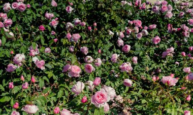 Güzel renkli gül arkaplanı