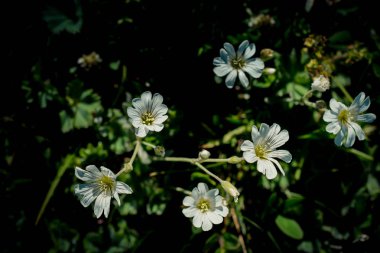 Artvin Dağlık Bölgesi 'nde güzel, renkli, yabani çiçekler açıyor.