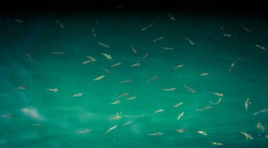 Bereket yüzmek deniz suda balık