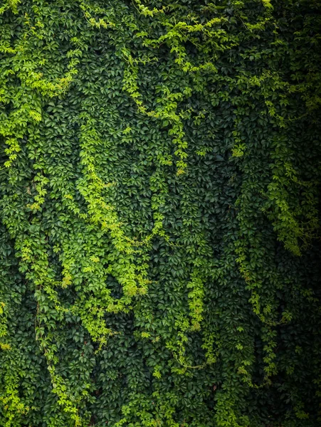 Zielone Liście Jako Tekstura Tła Natury — Zdjęcie stockowe