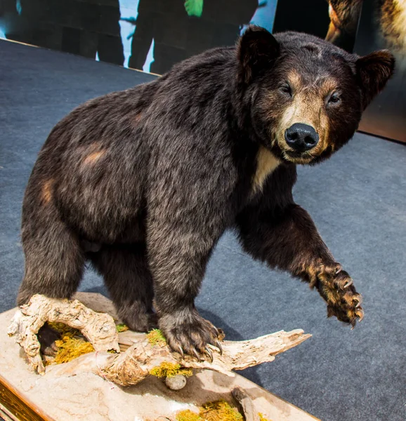 Γεμιστή Μεγάλη Μαύρη Αρκούδα Σαν Άγριο Ζώο Στη Θέα — Φωτογραφία Αρχείου